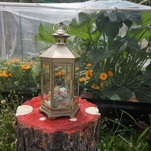 Frog medicine oddity lantern display🍄🐸